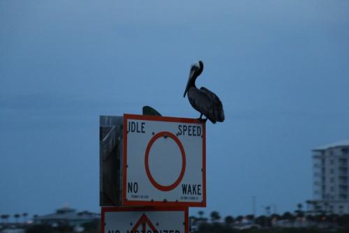 IMG 0612